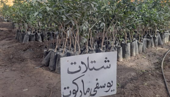 شتلات يوسفي