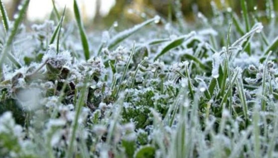 الصقيع على المزروعات