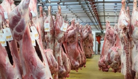 مخلفات المجازر 