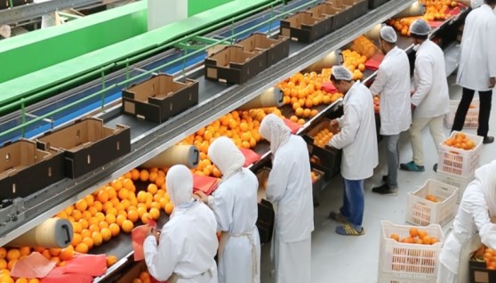 التصنيع الزراعي