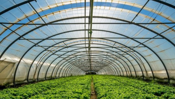 الصوب الزراعية