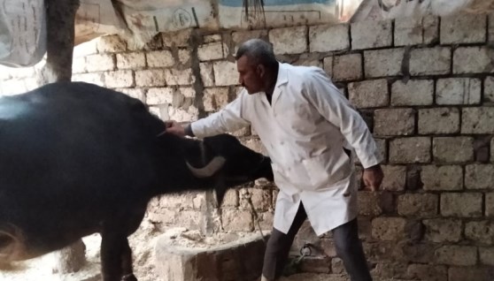 تحصين الماشية ضد مرض الحمى القلاعية