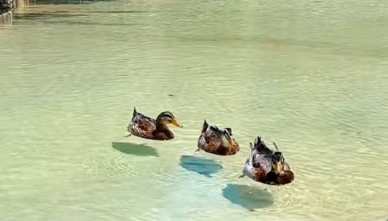 بط انجليزي داخل بحرية صناعية في احدى المشروعات العقارية بمصر