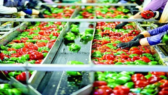 قطاع الصناعات الغذائية