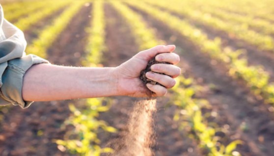 إنتاج زراعي- تعبيرية