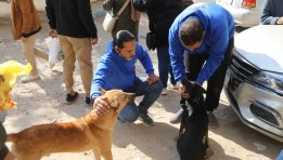 كلاب الشارع