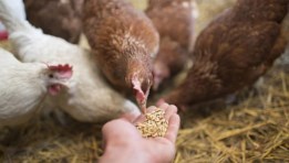 أعلاف الدواجن