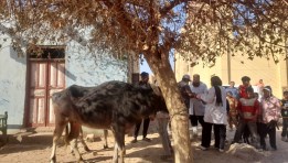 جانب من الخدمات البيطرية