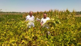 زراعة محصول فول الصويا