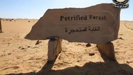 الغابة المتحجرة