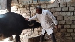 تحصين الماشية ضد مرض الحمى القلاعية