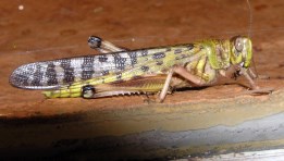 الجراد الصحراوي