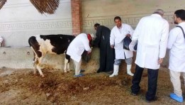 تحصين الماشية 