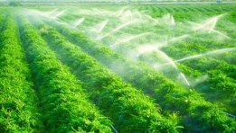 الاستثمارات الزراعية 