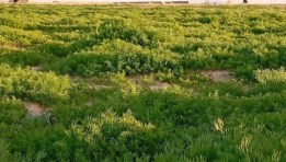 زراعة النباتات العطرية