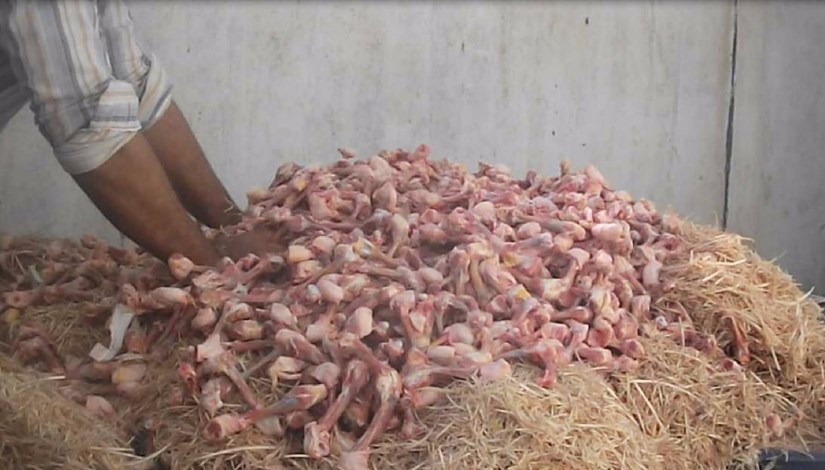 مسحوق بروتين من مخلفات المجازر