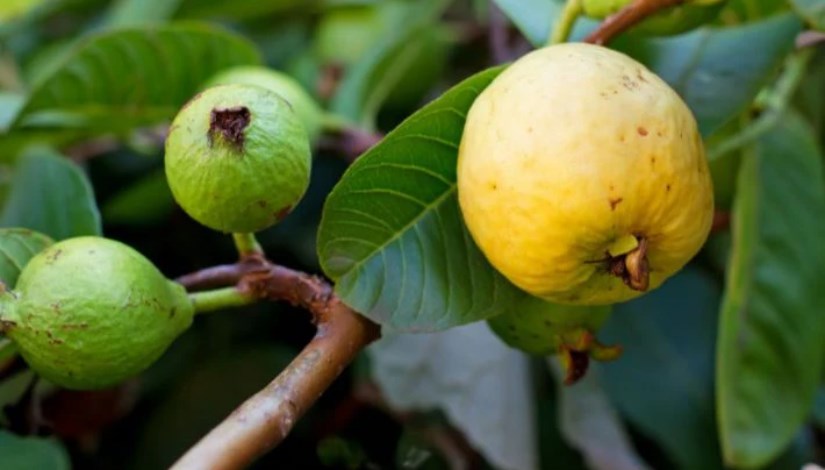 جوافة- أرشيفية