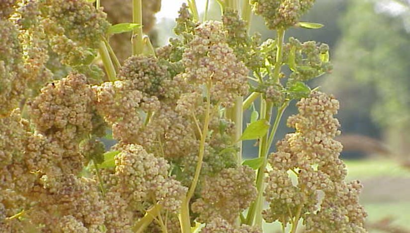 نبات الكينوا