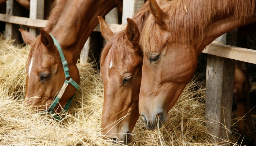 اعلاف الخيول