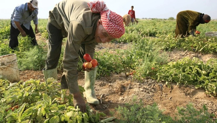 الزراعة - أرشيفية