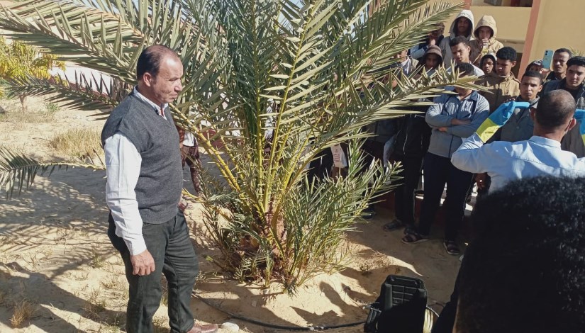 جانب من العمل على مكافحة سوسة النخيل