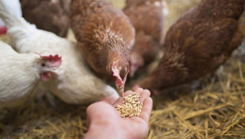 أعلاف الدواجن