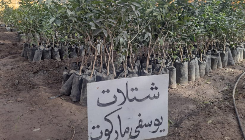 شتلات يوسفي