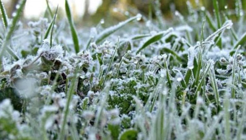 الصقيع على المزروعات