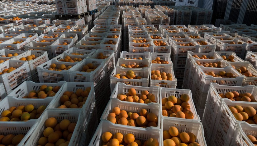 الحاصلات الزراعية