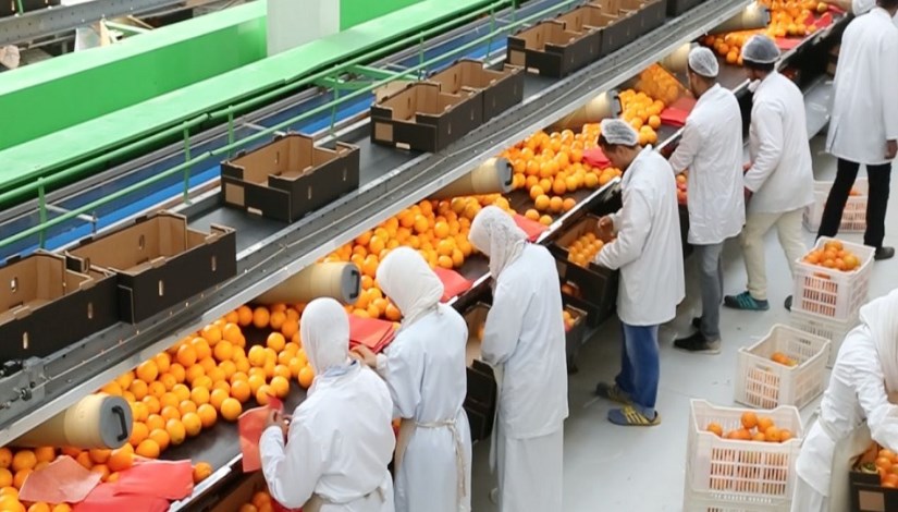 التصنيع الزراعي