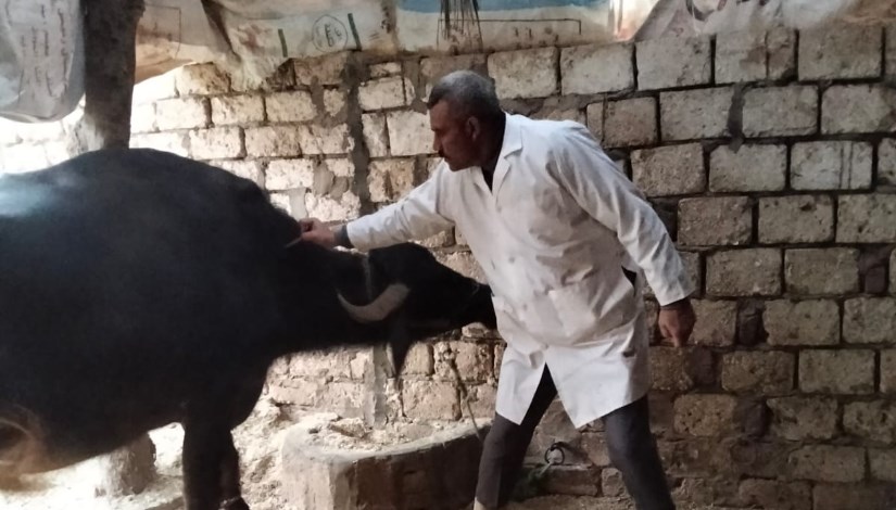 تحصين الماشية ضد مرض الحمى القلاعية