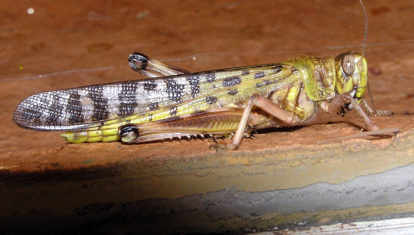 الجراد الصحراوي