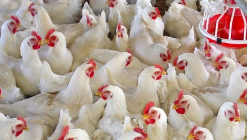 الفراخ البيضاء