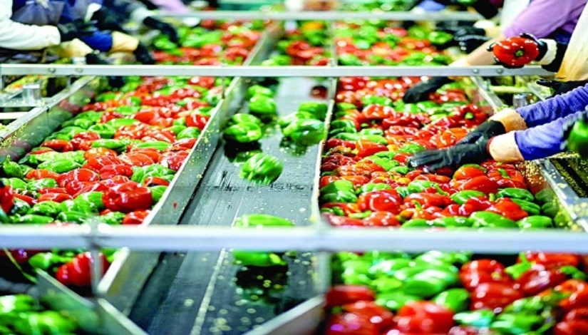 قطاع الصناعات الغذائية