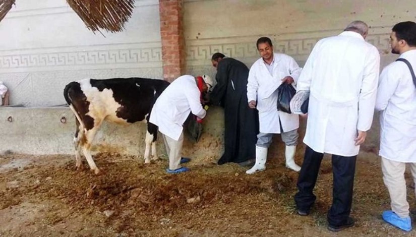 تحصين الماشية 