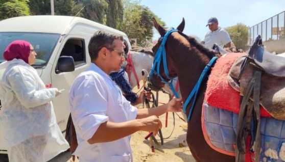 "الزراعة" تستكمل استعداداتها البيطرية لاستضافة بطولة الفروسية الدولية 