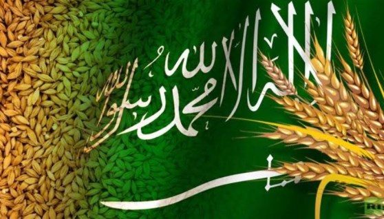 القمح