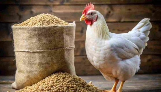 دجاجة بيضاء- أرشيفية