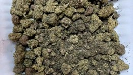 مخدر الماريجوانا