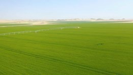 الرقعة الزراعية