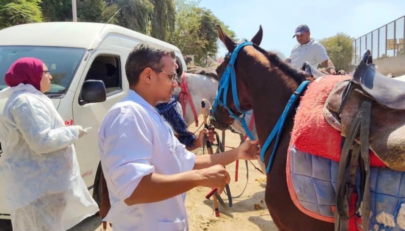 "الزراعة" تستكمل استعداداتها البيطرية لاستضافة بطولة الفروسية الدولية 