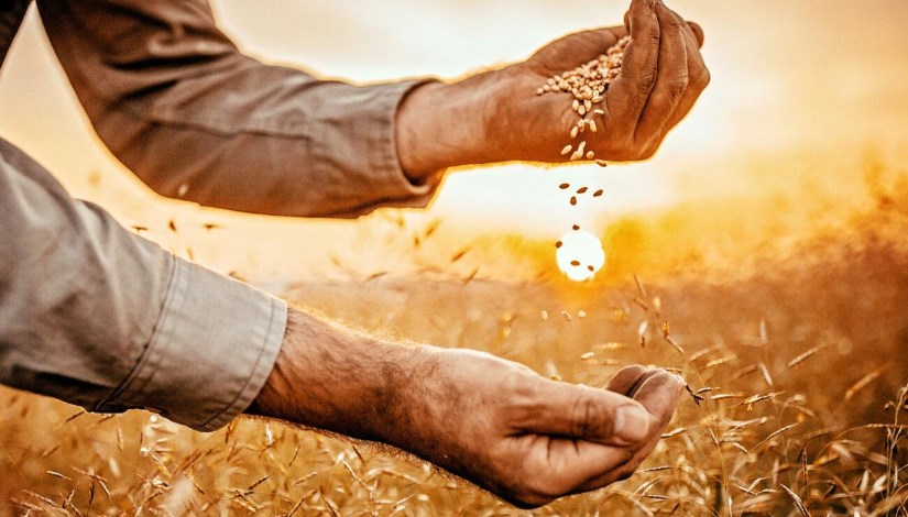 الأمن الغذائي