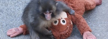 القرد الياباني بانش