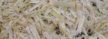 تفل قصب السكر