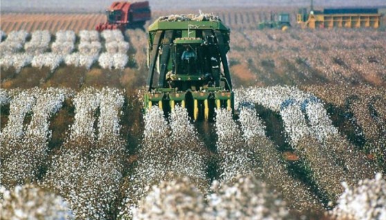 حليج الأقطان