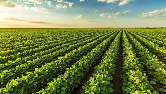 استثمار زراعي