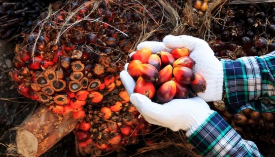 بذور وفواكه زيتية