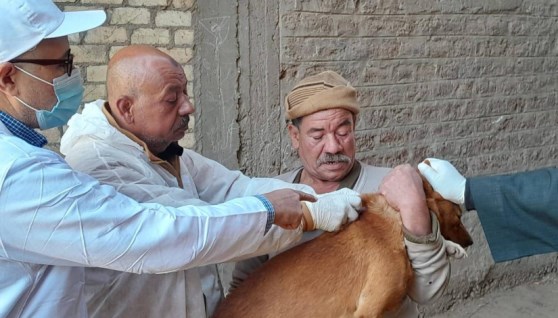 تحصين الكلاب