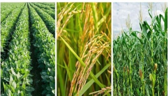 محاصيل زراعية 