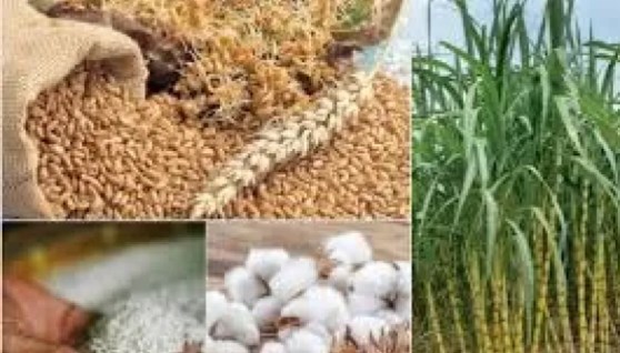 مربحة للمحاصيل الزراعية 